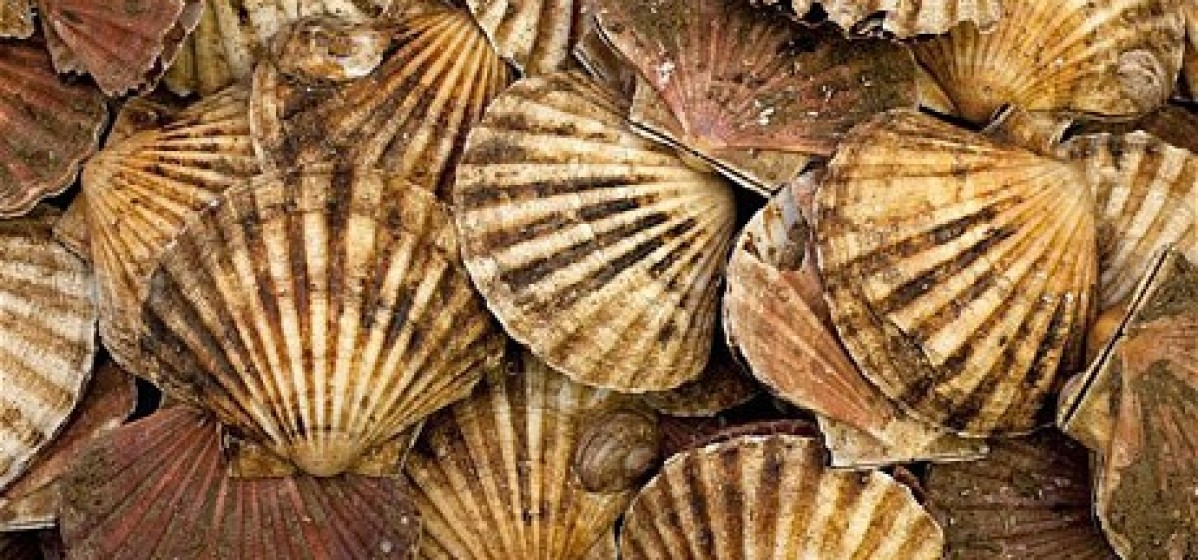 Rye Bay Scallop catch…