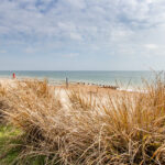beech